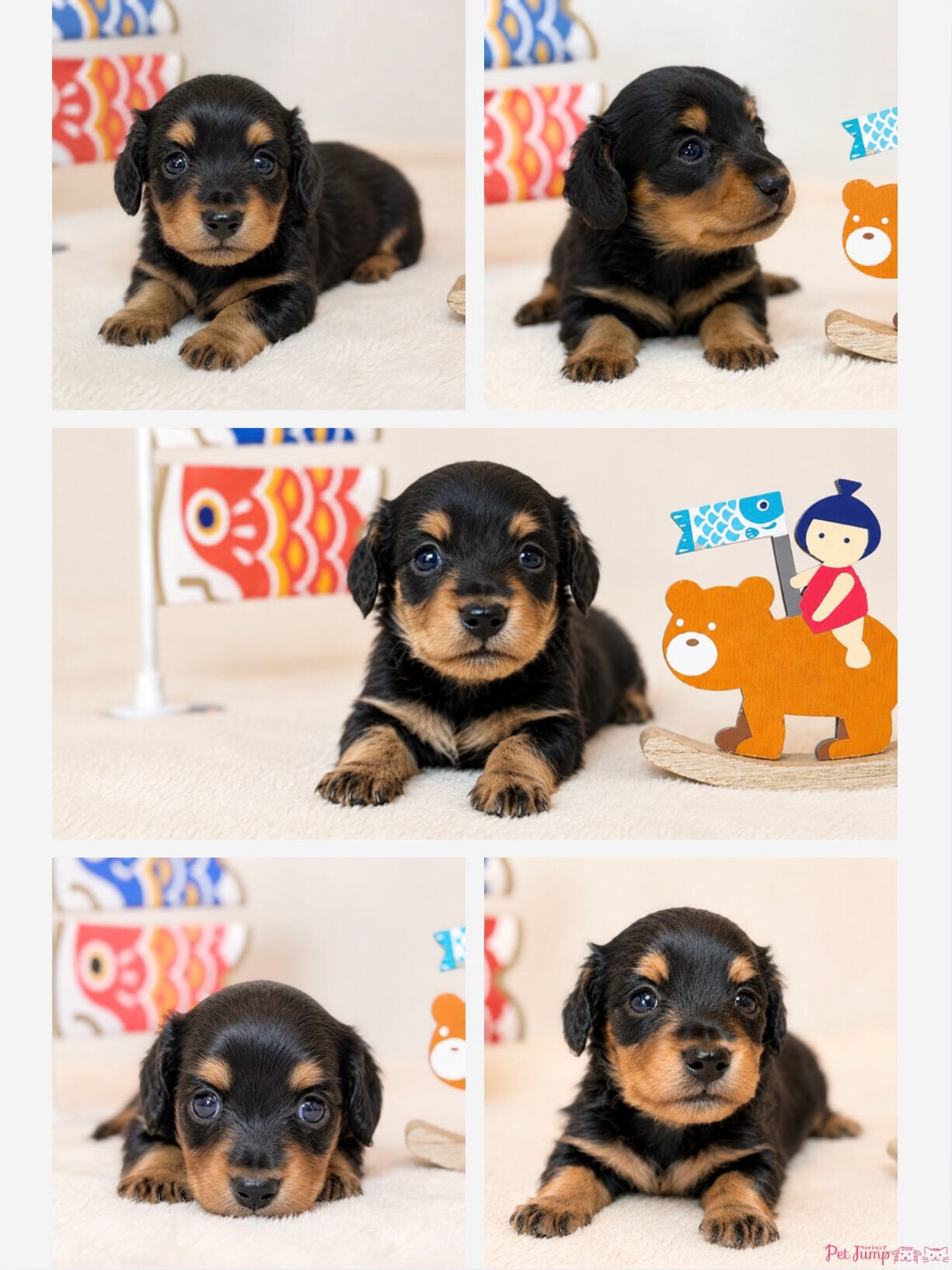 PET JUMPです🐶🩷