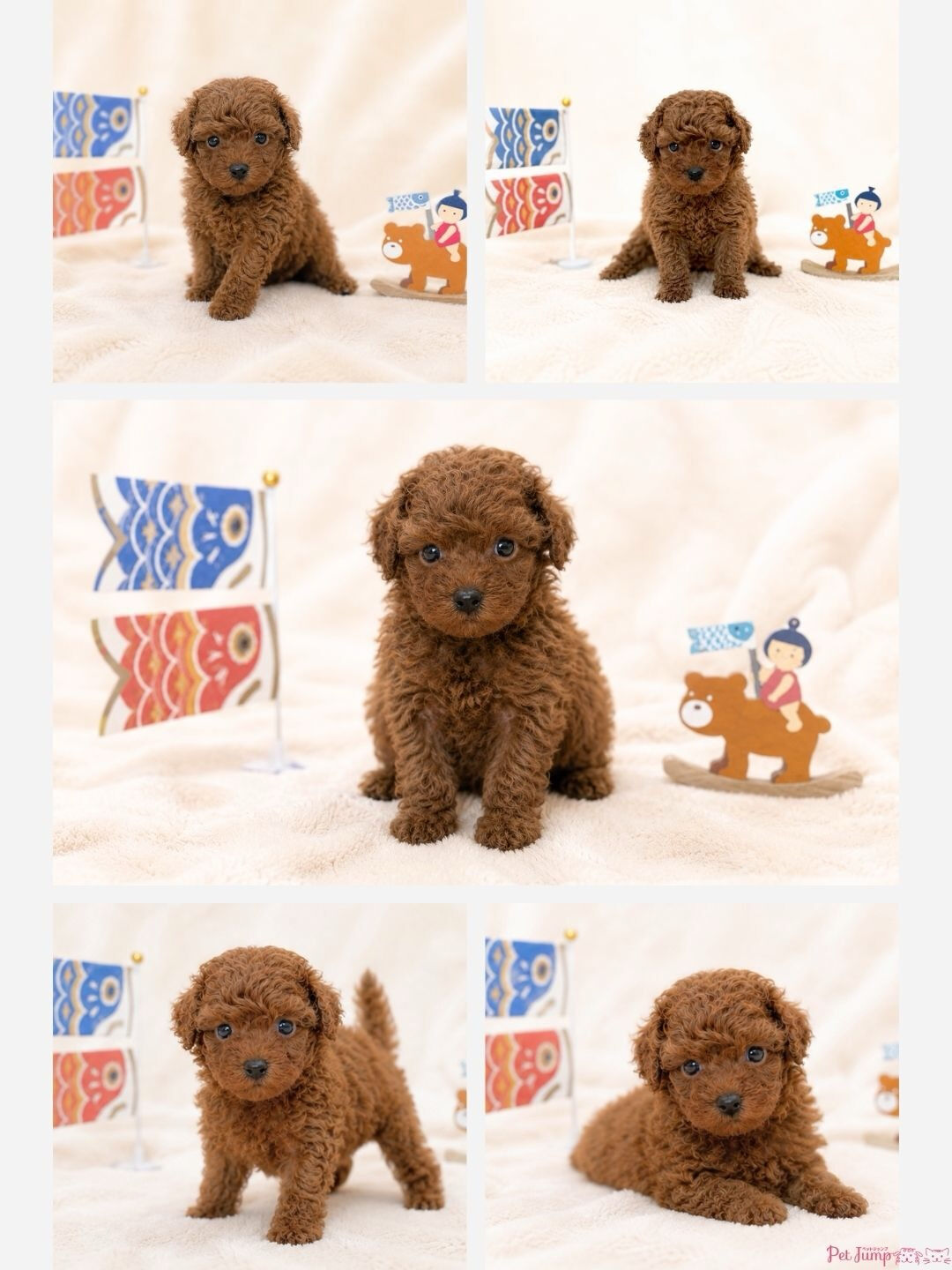 PET JUMPです🐶🩷