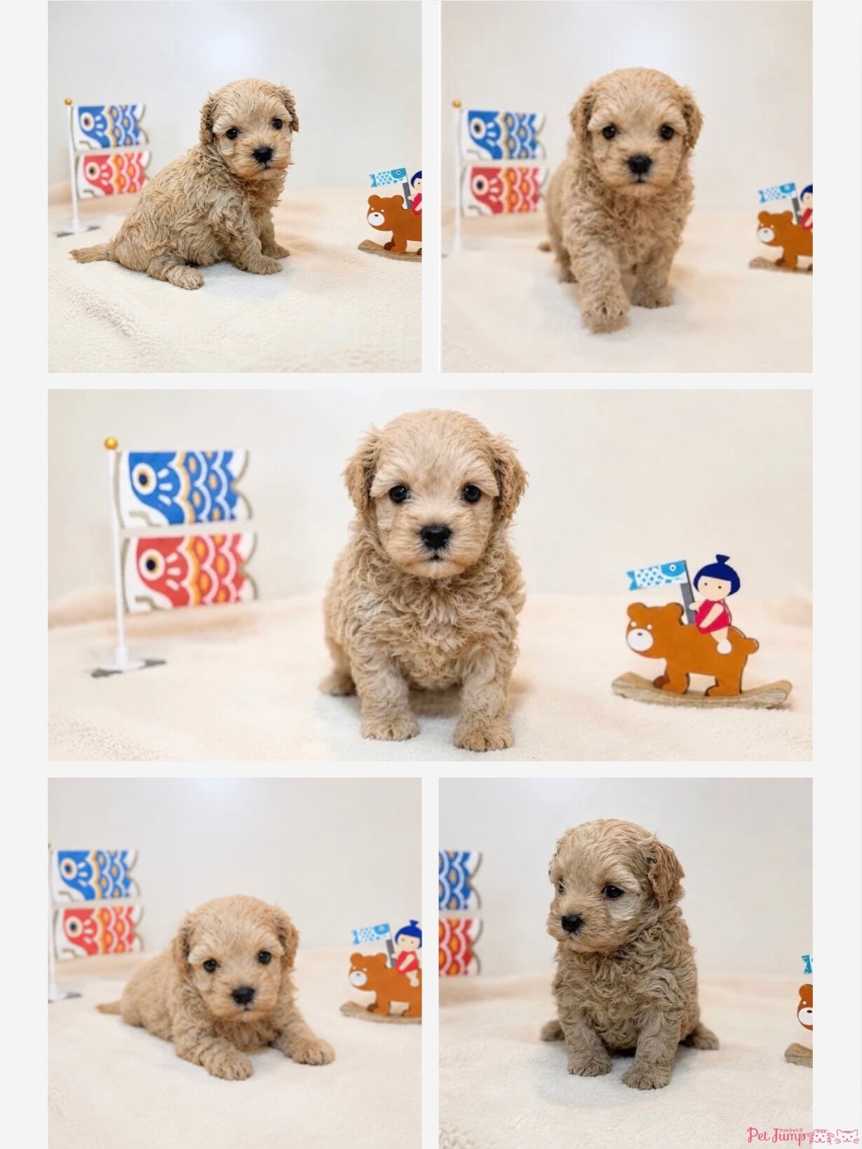 PET JUMPです🐶🩷