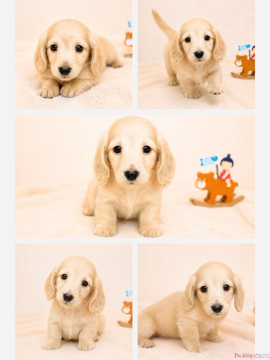 PET JUMPです🐶✨
