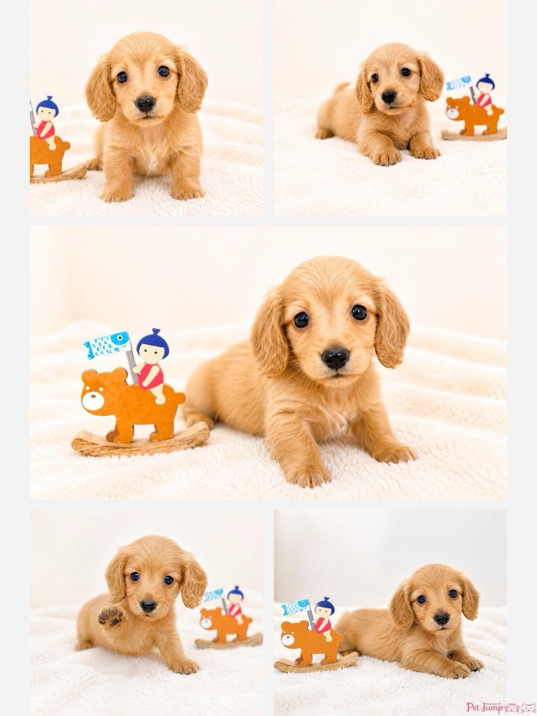 PET JUMPです🐶✨