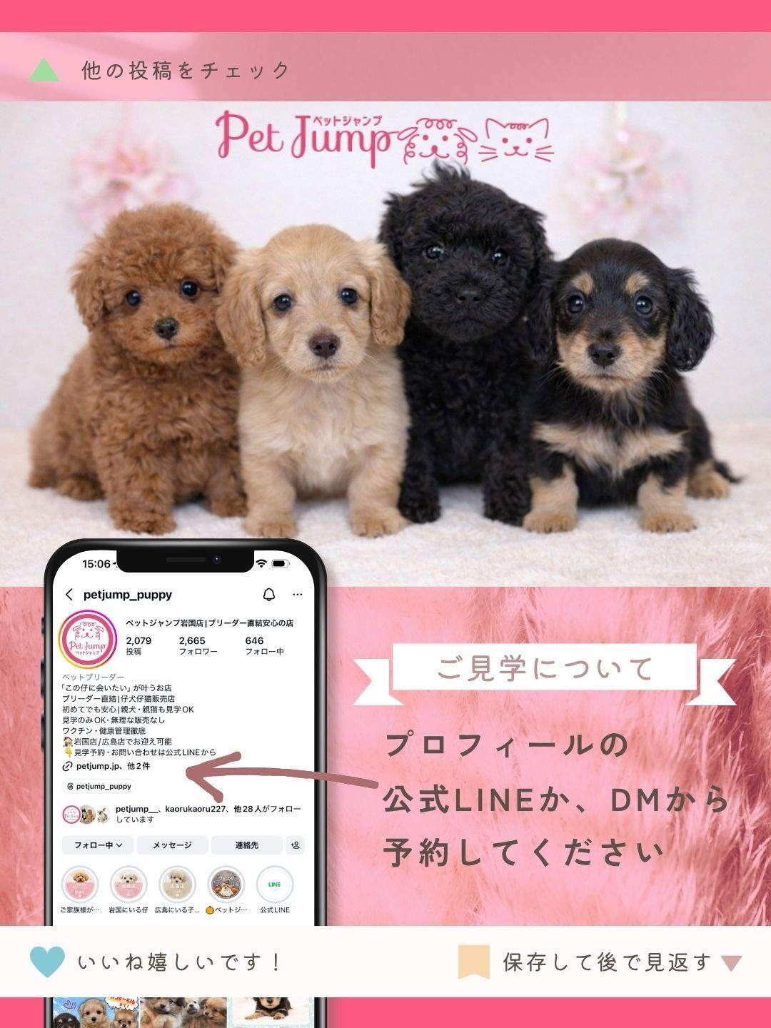 PET JUMPです🐶✨