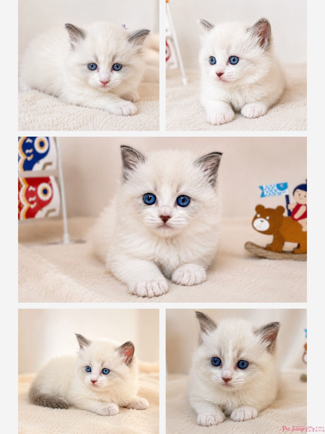 🐾💙家族募集中💙🐾