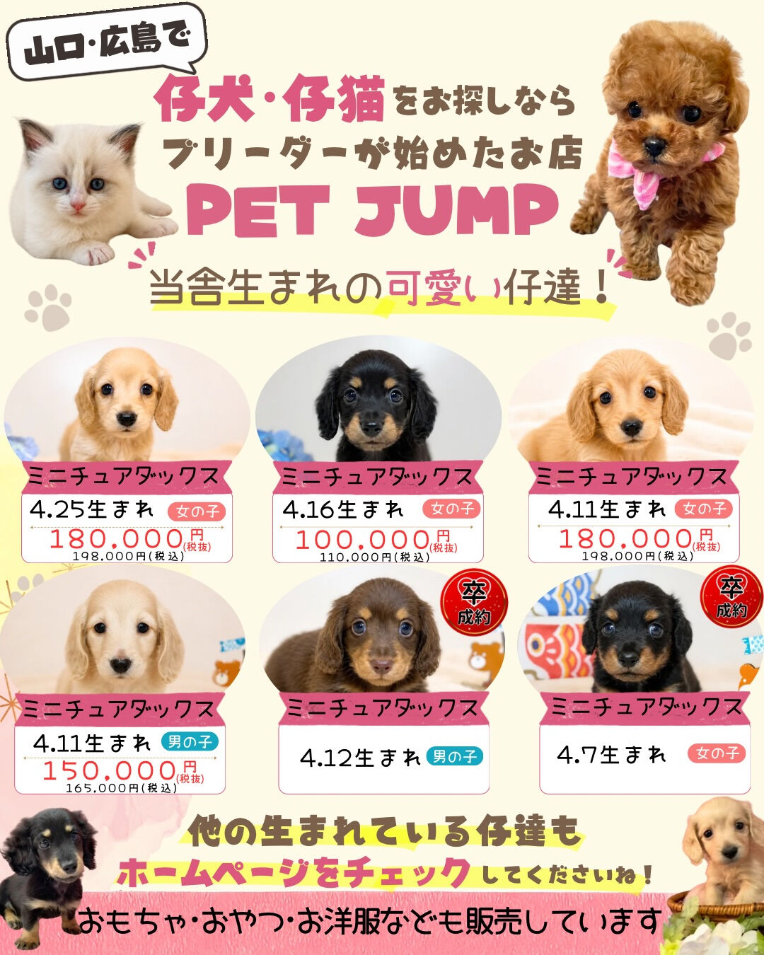 🌟山口・広島で仔犬・仔猫をお探しなら🌟