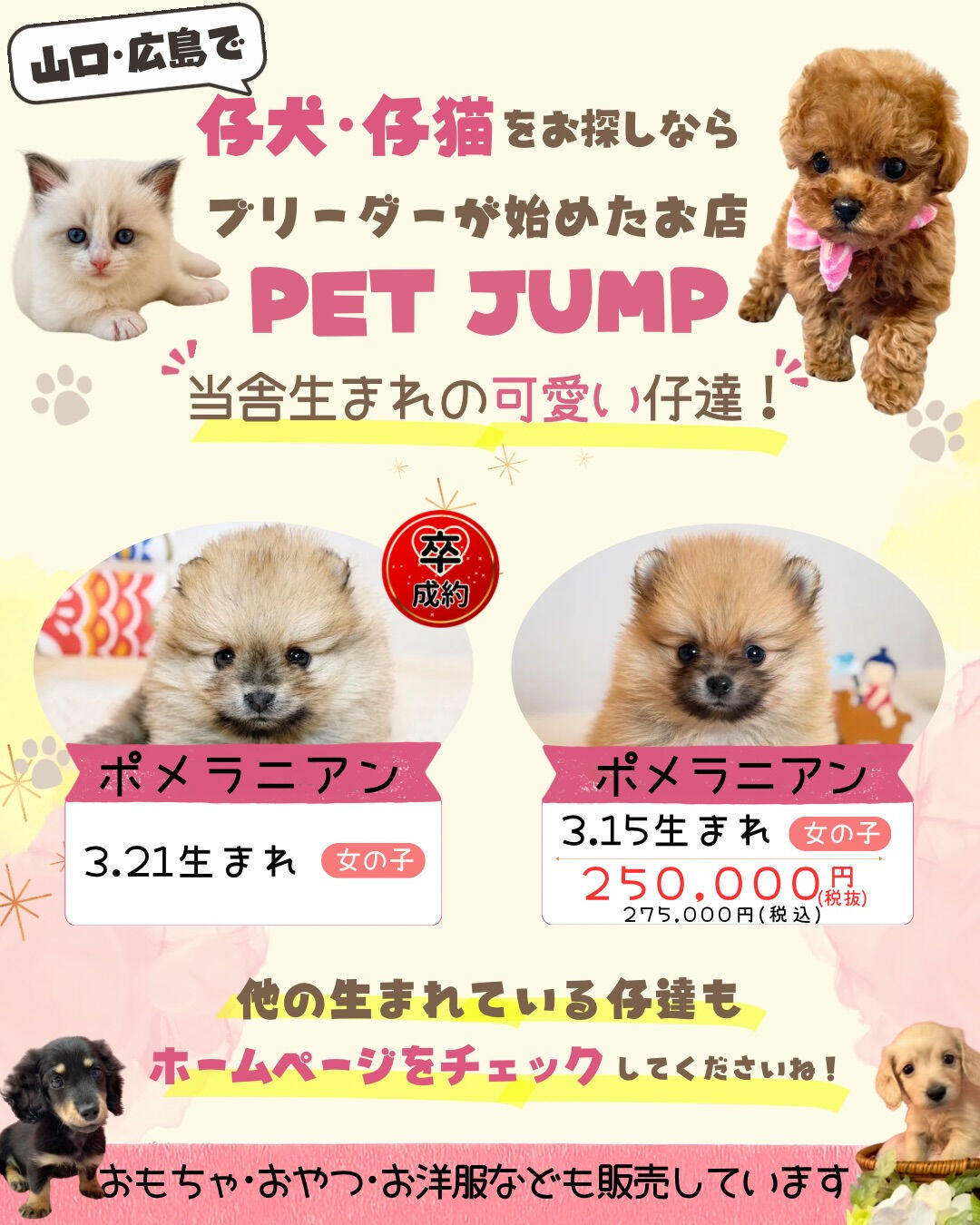 🌟山口・広島で仔犬・仔猫をお探しなら🌟