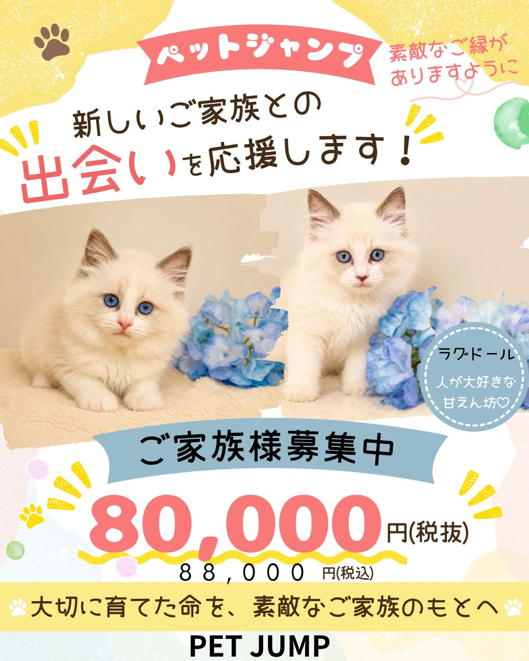 🌟山口・広島で仔犬・仔猫をお探しなら🌟