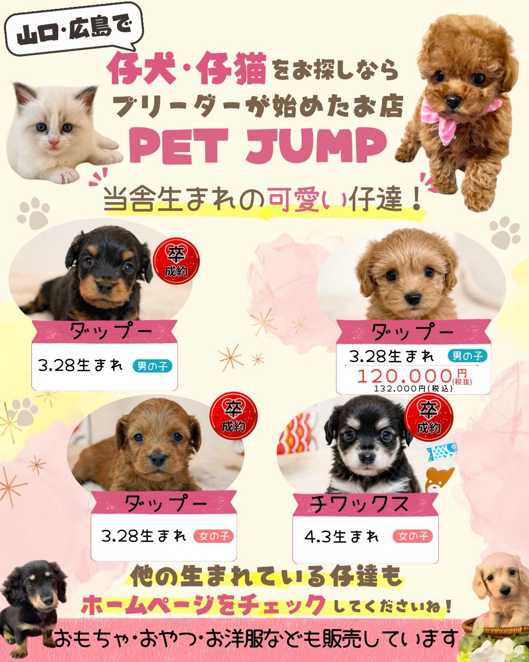 🌟山口・広島で仔犬・仔猫をお探しなら🌟