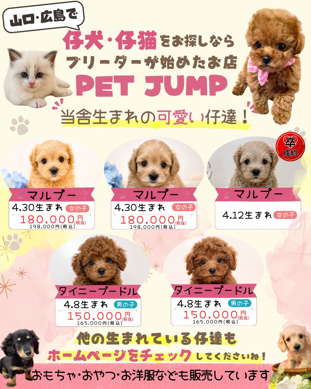 🌟山口・広島で仔犬・仔猫をお探しなら🌟