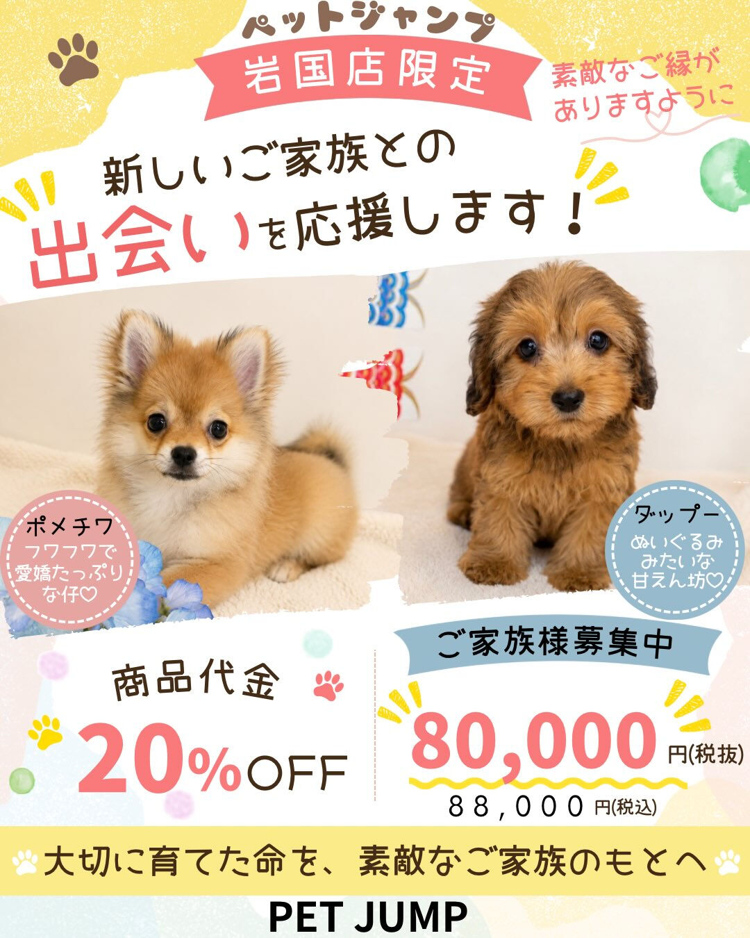 🌟山口・広島で仔犬・仔猫をお探しなら🌟