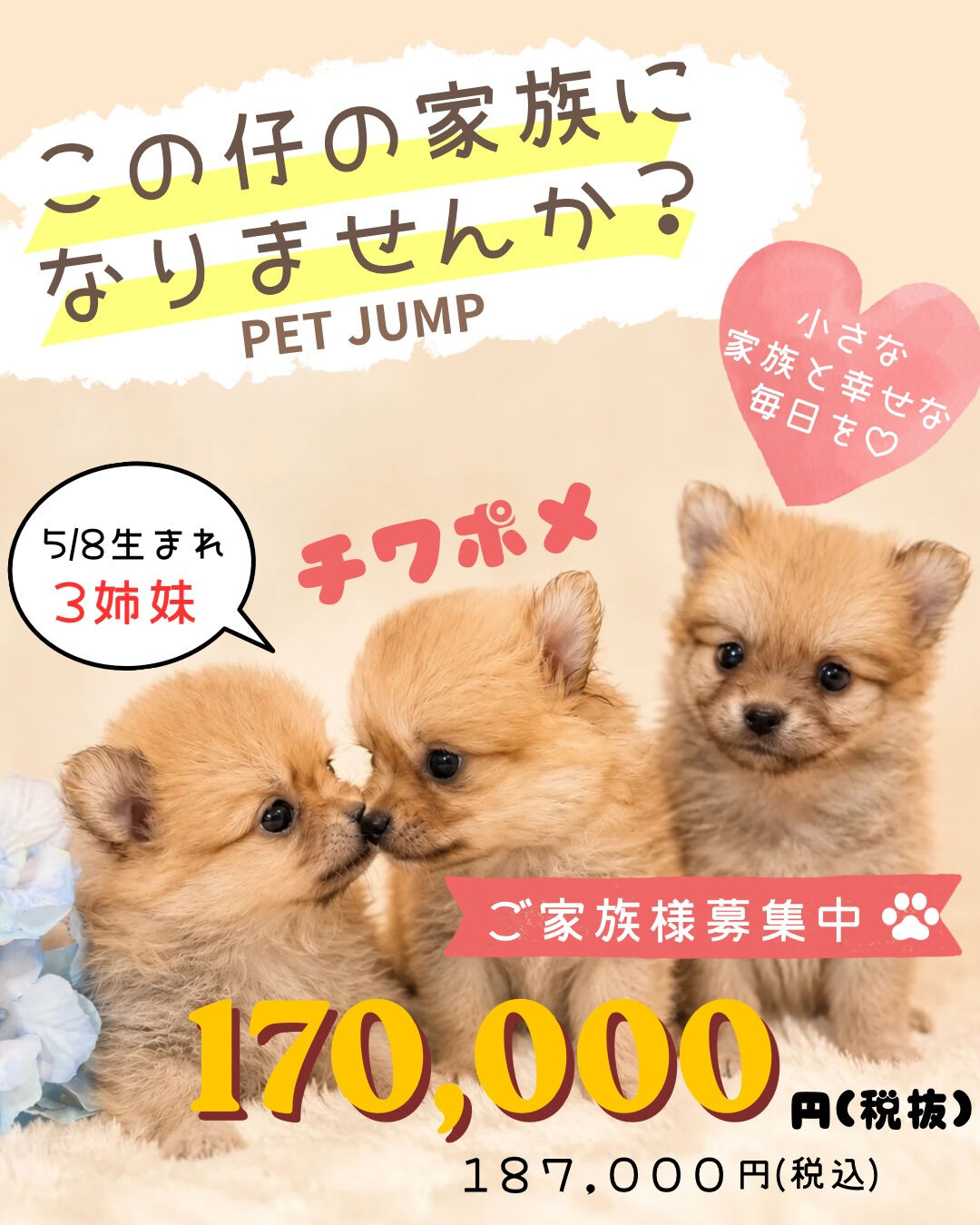 🐾✨PET JUMPです✨🐾