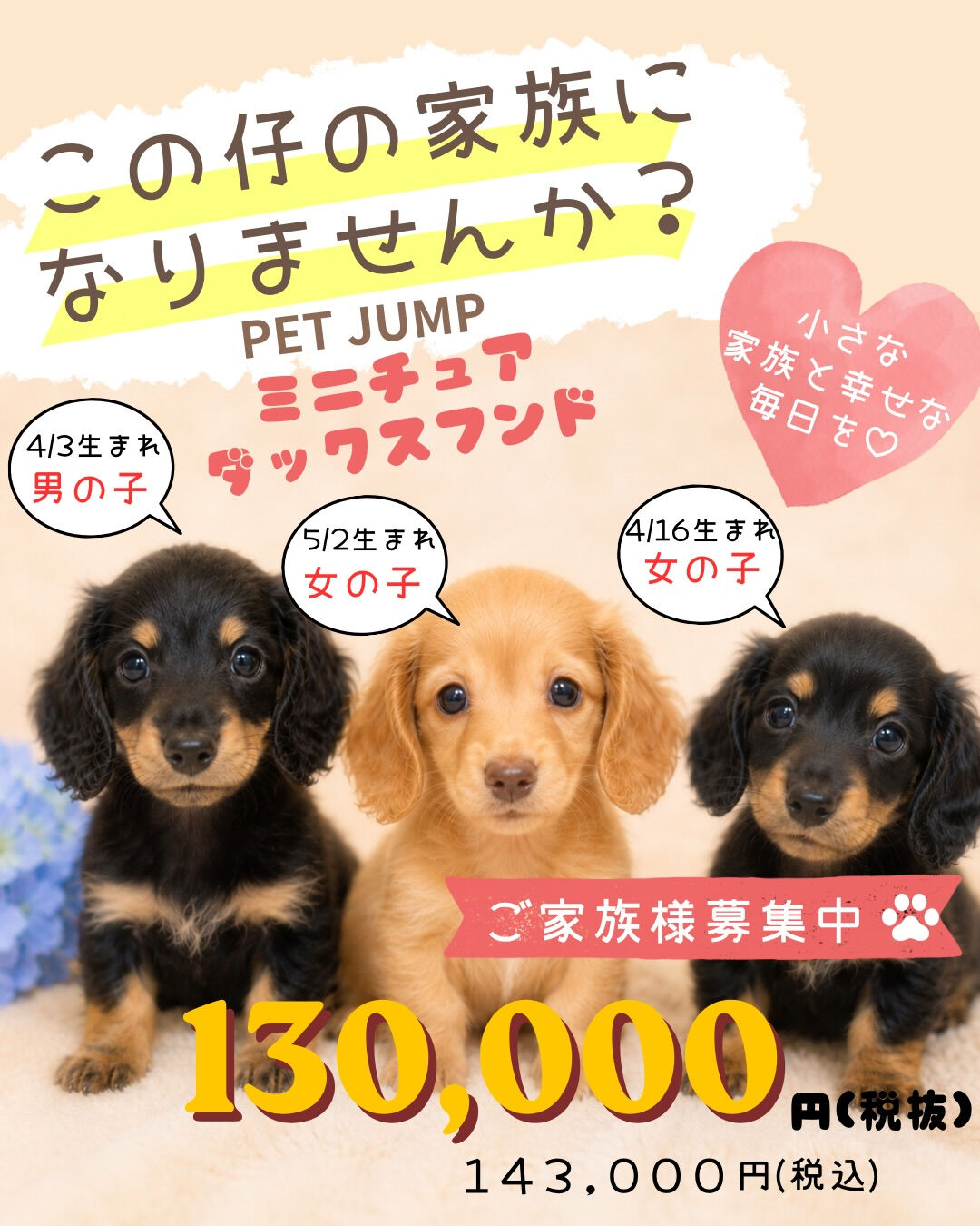 🐾✨PET JUMPです✨🐾