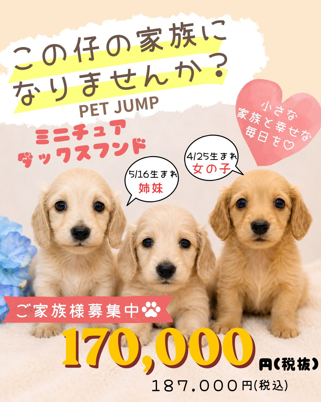 🐾✨PET JUMPです✨🐾