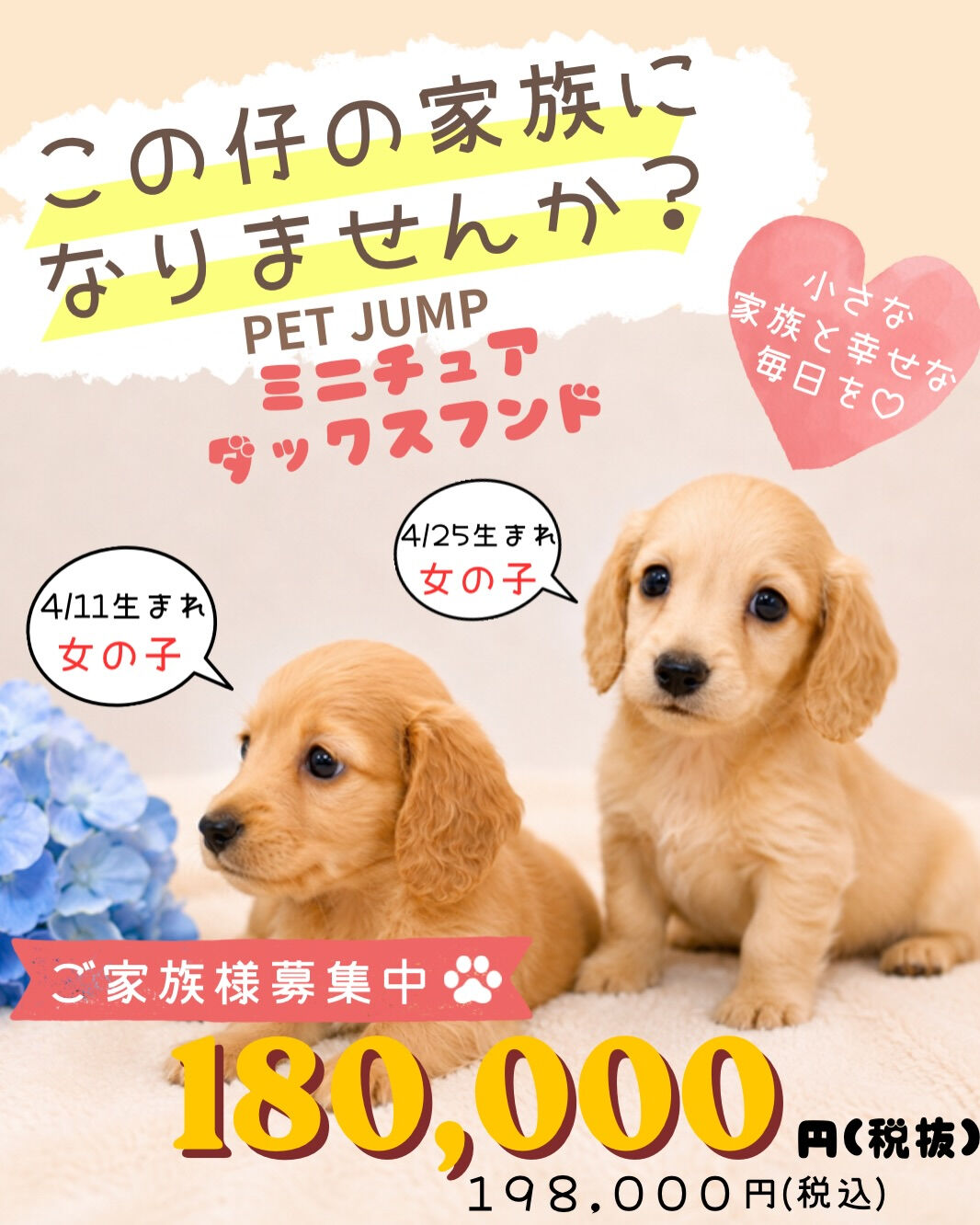 🐾✨PET JUMPです✨🐾