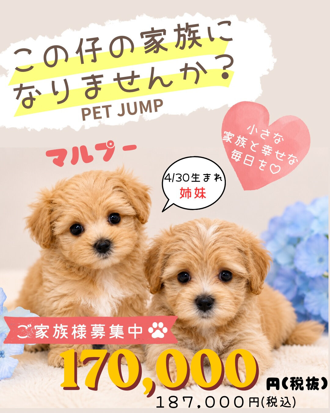🐾✨PET JUMPです✨🐾