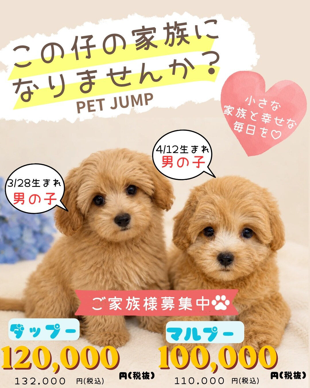 🐾✨PET JUMPです✨🐾