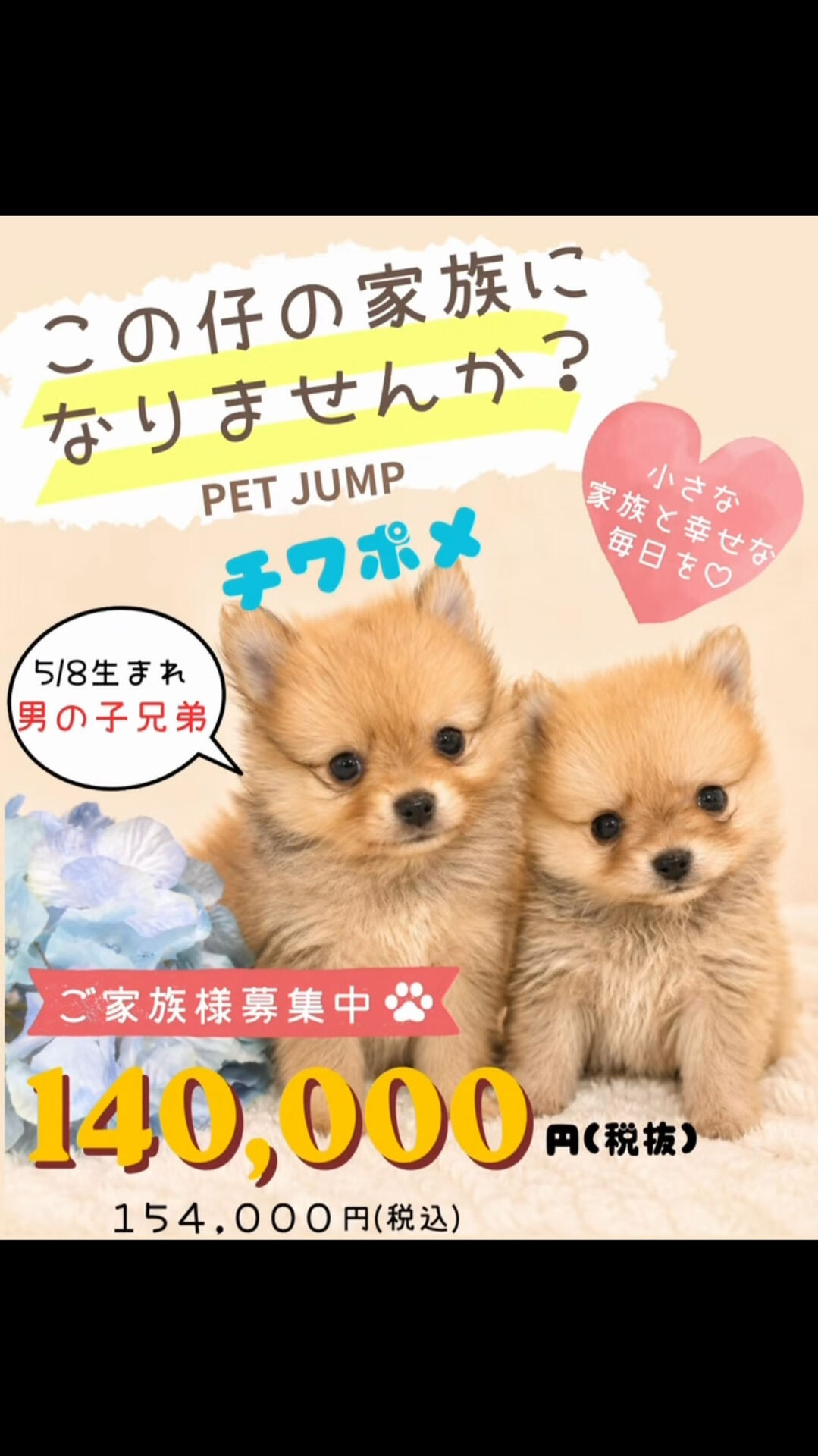 🐾✨PET JUMPです✨🐾