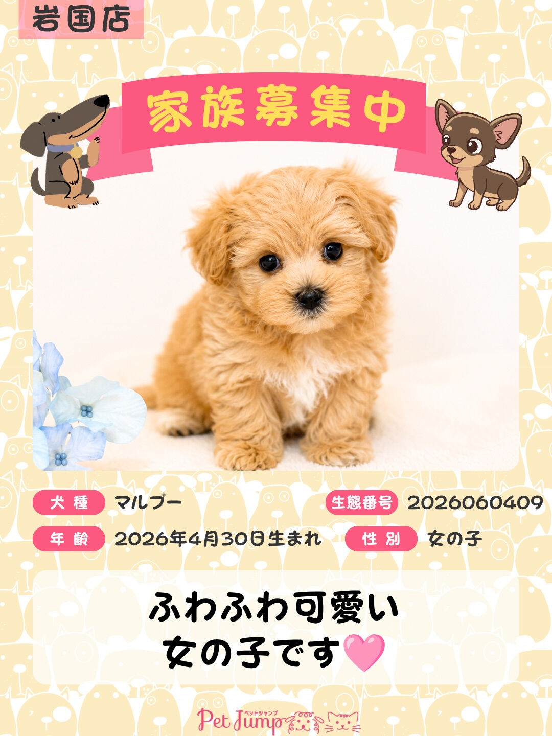 🐶💗 家族募集中 💗🐶