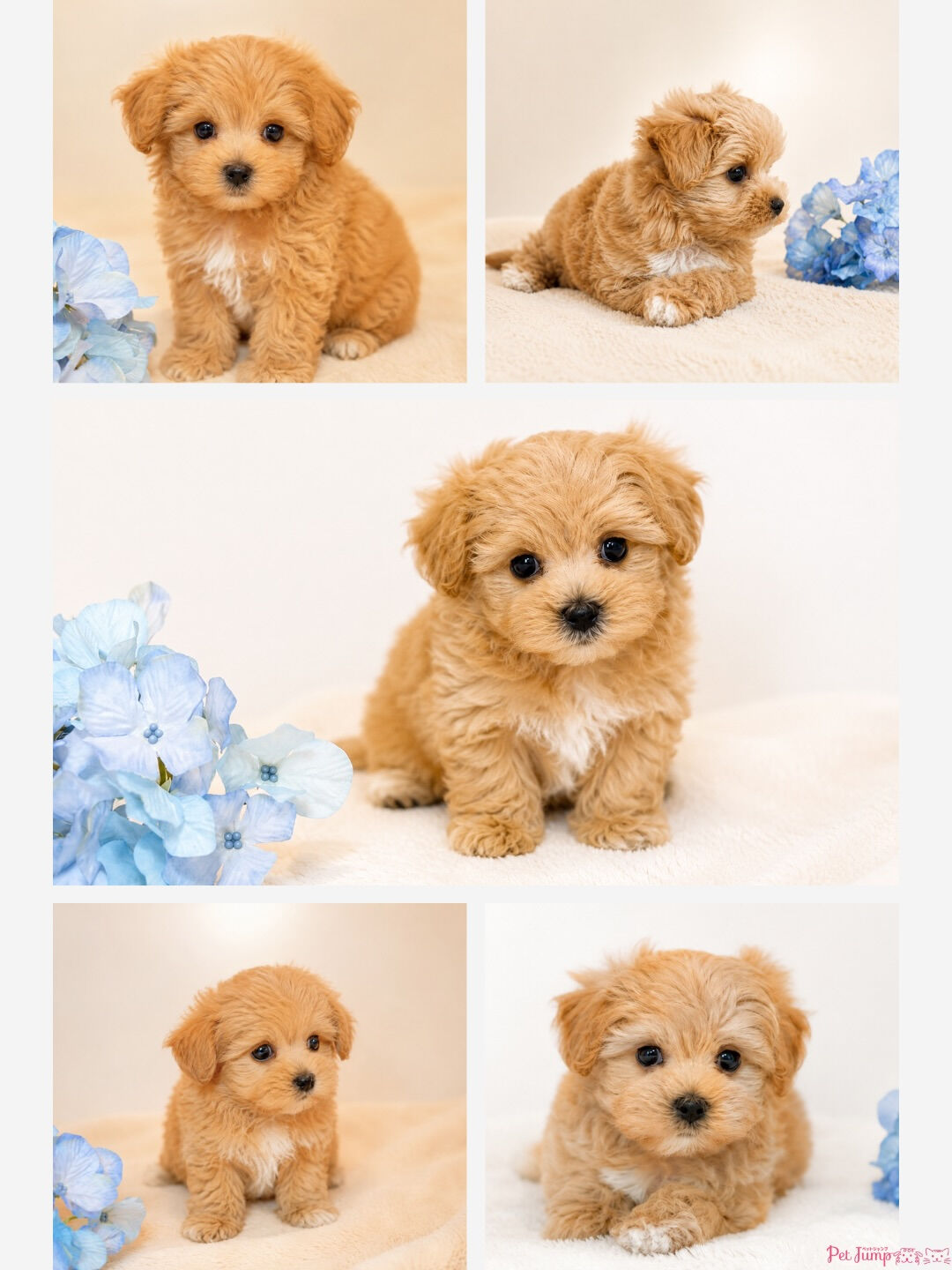 🐶💗 家族募集中 💗🐶