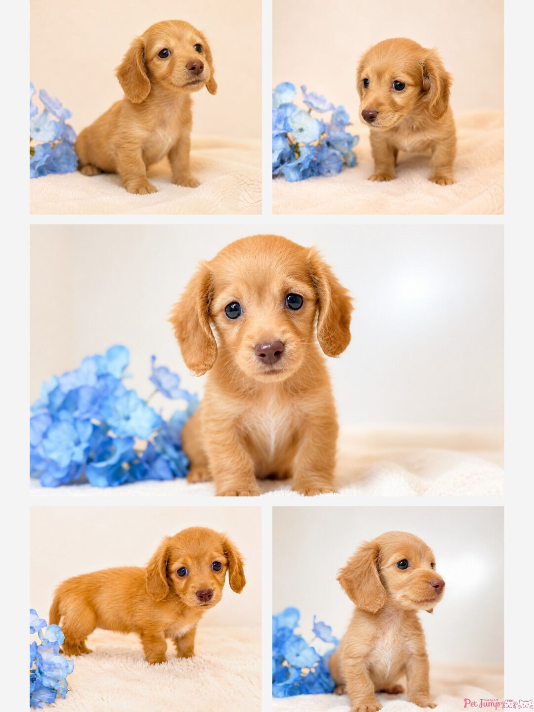 🐶💗 家族募集中 💗🐶