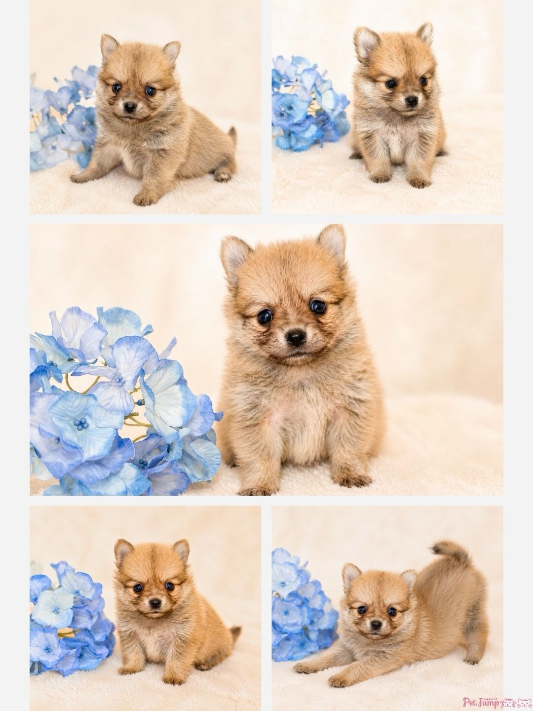 🐶💗 家族募集中 💗🐶
