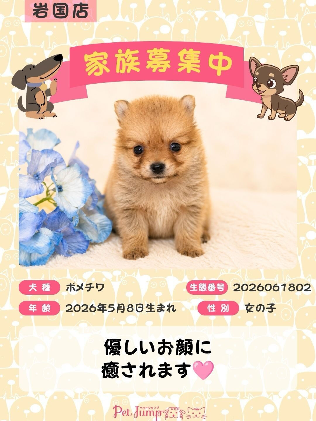🐶💗 家族募集中 💗🐶