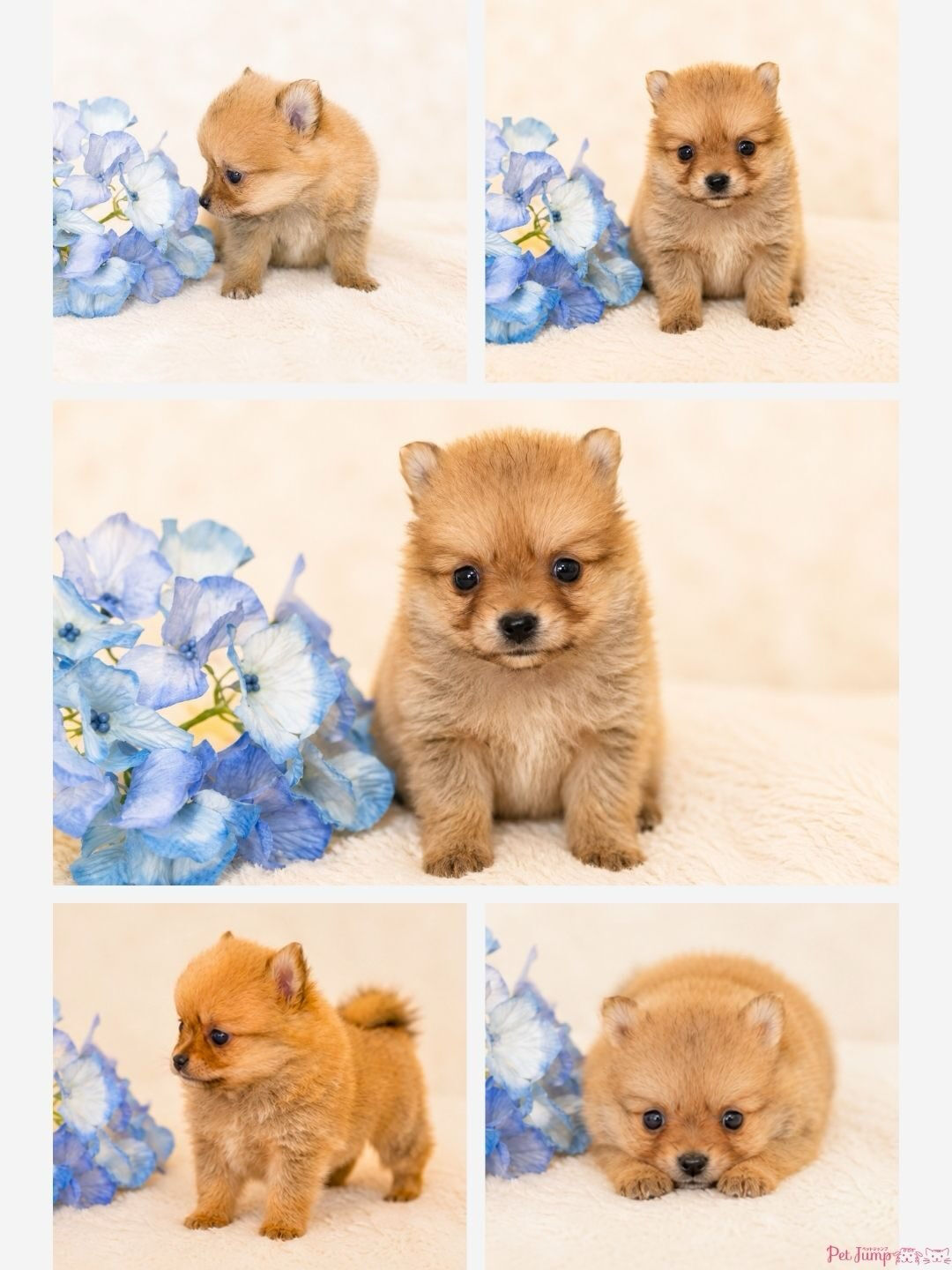 🐶💗 家族募集中 💗🐶