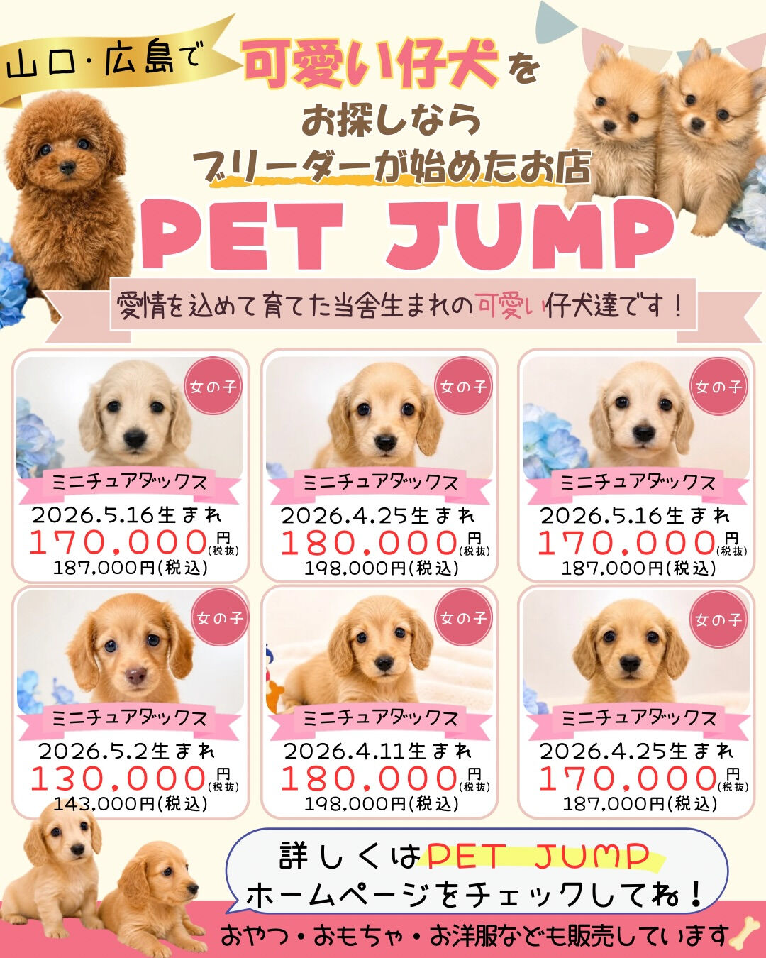 🐶✨ 新しい家族をお探しの方へ✨