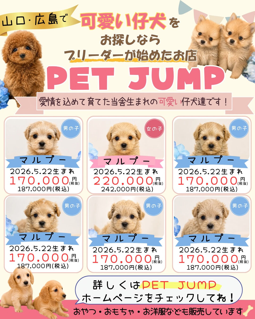 🐶✨ 新しい家族をお探しの方へ✨