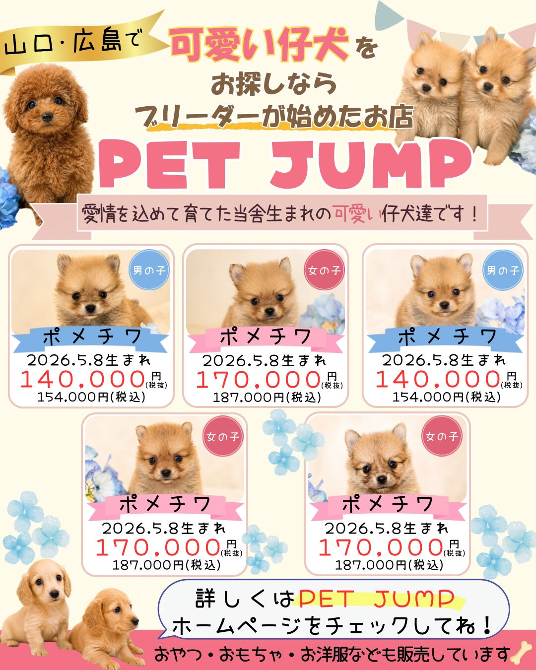 🐶✨ 新しい家族をお探しの方へ✨