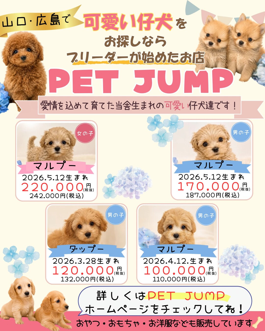 🐶✨ 新しい家族をお探しの方へ✨