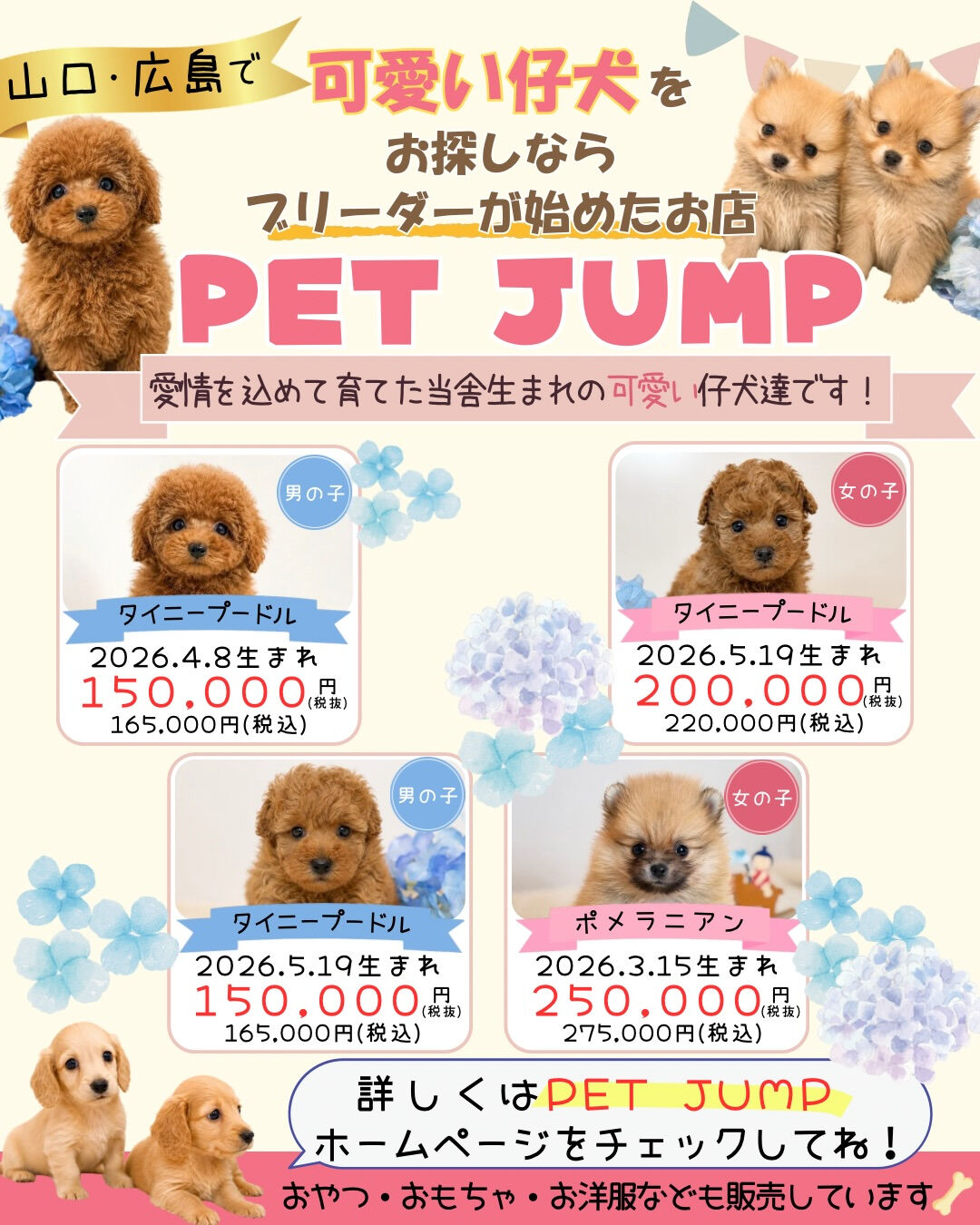 🐶✨ 新しい家族をお探しの方へ✨