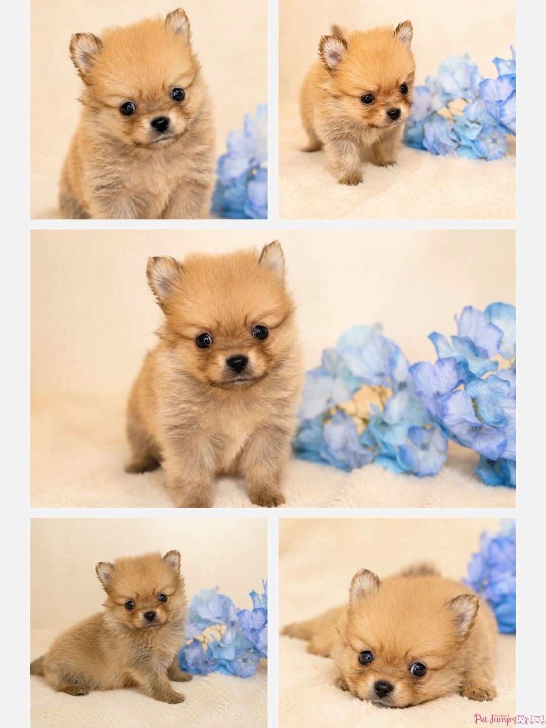 🐶💗 家族募集中 💗🐶