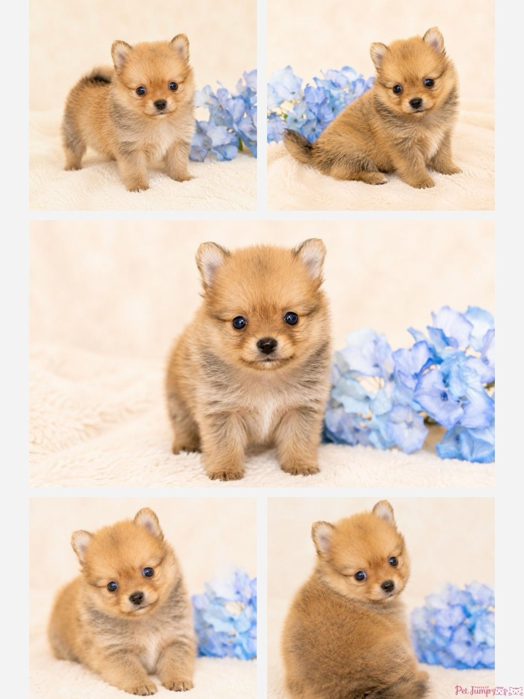 🐶💗 家族募集中 💗🐶