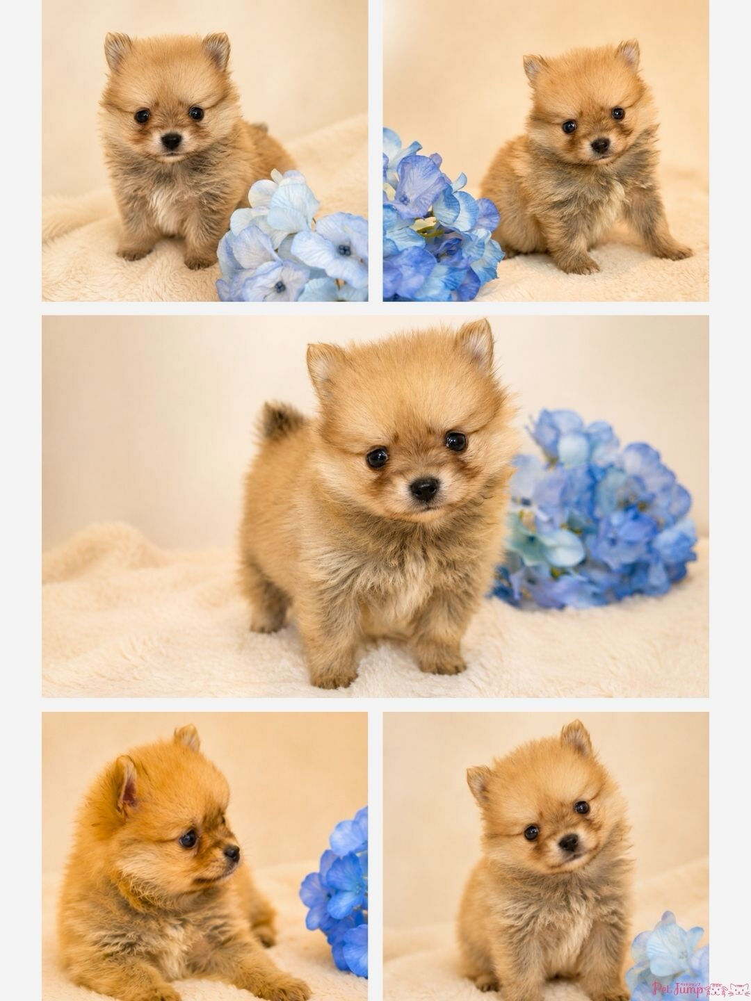 🐶💗 家族募集中 💗🐶