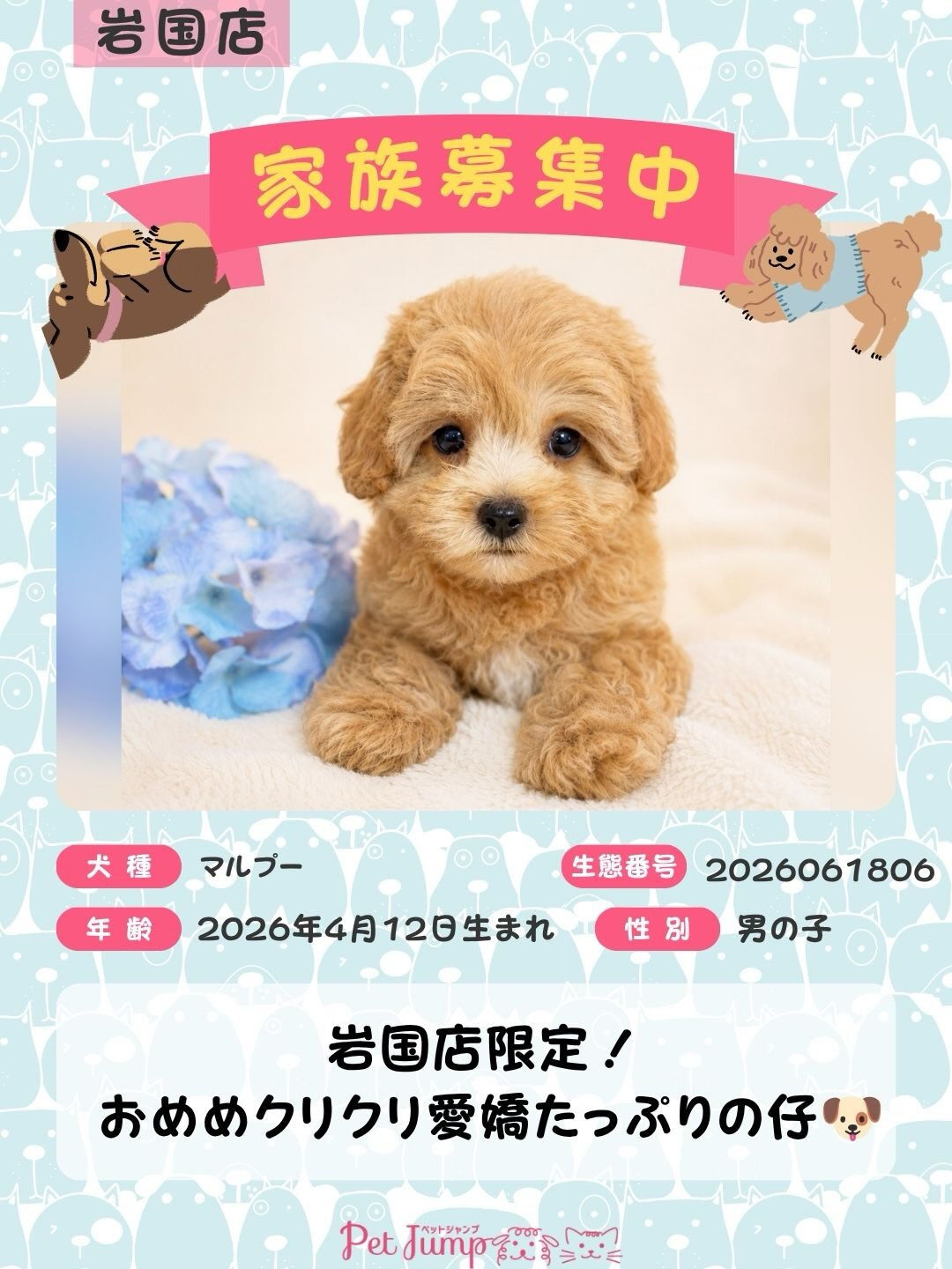 🐶💗 家族募集中 💗🐶