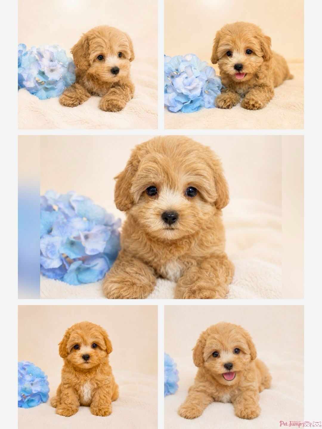 🐶💗 家族募集中 💗🐶