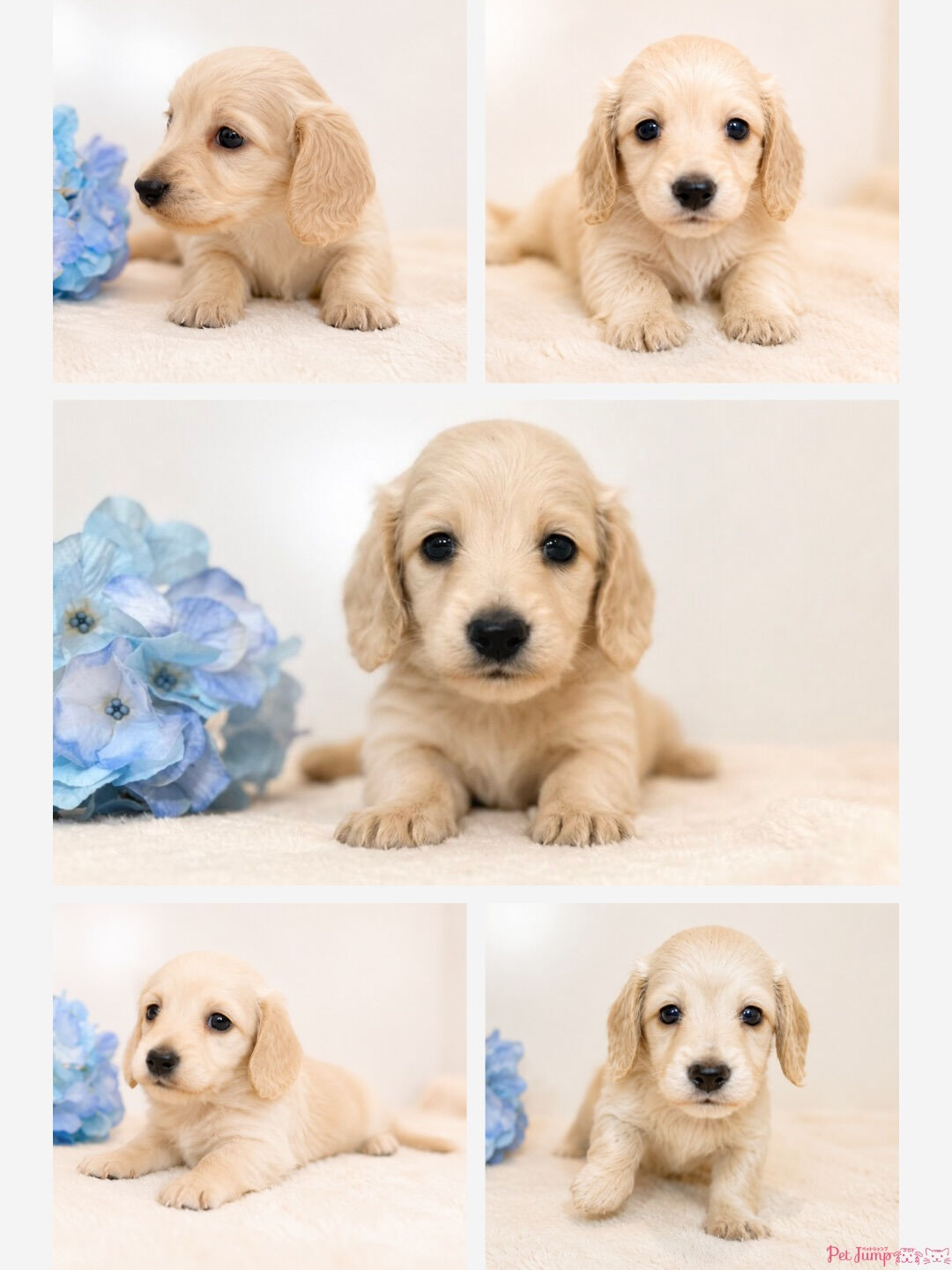 🐶💗 家族募集中 💗🐶