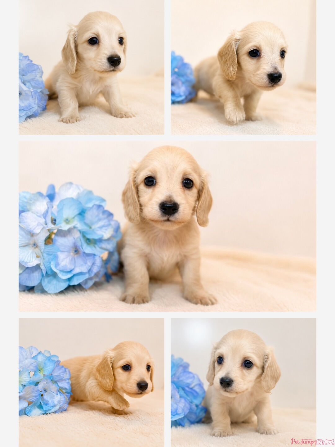 🐶💗 家族募集中 💗🐶