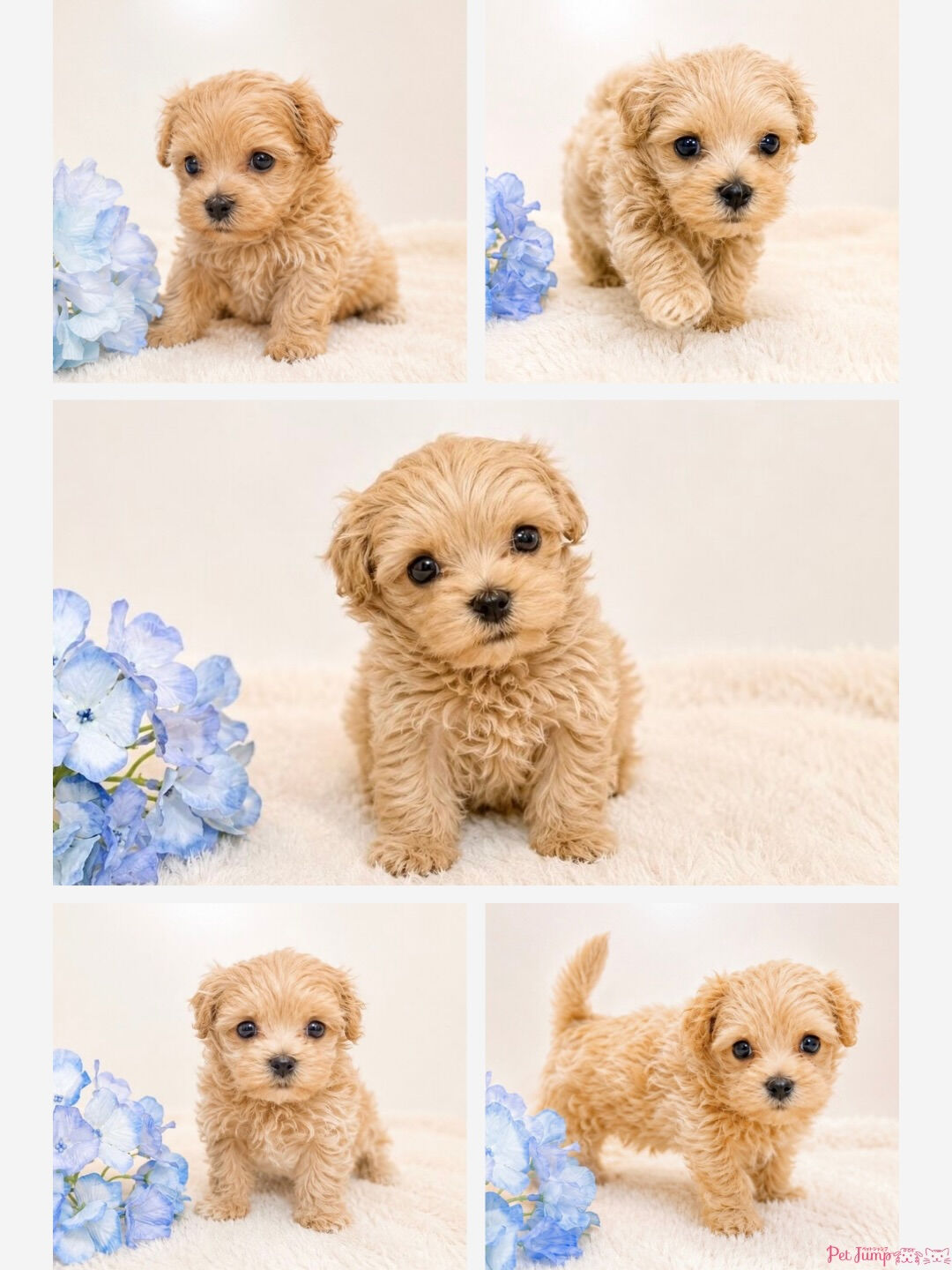 🐶💗 家族募集中 💗🐶