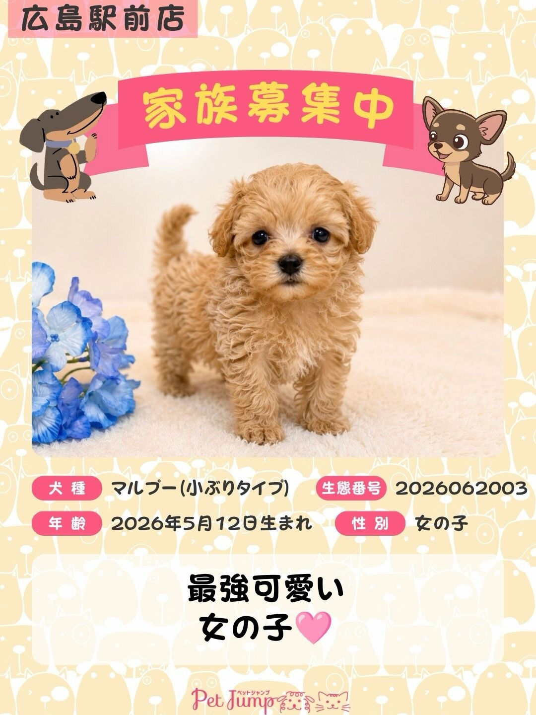 🐶💗 家族募集中 💗🐶