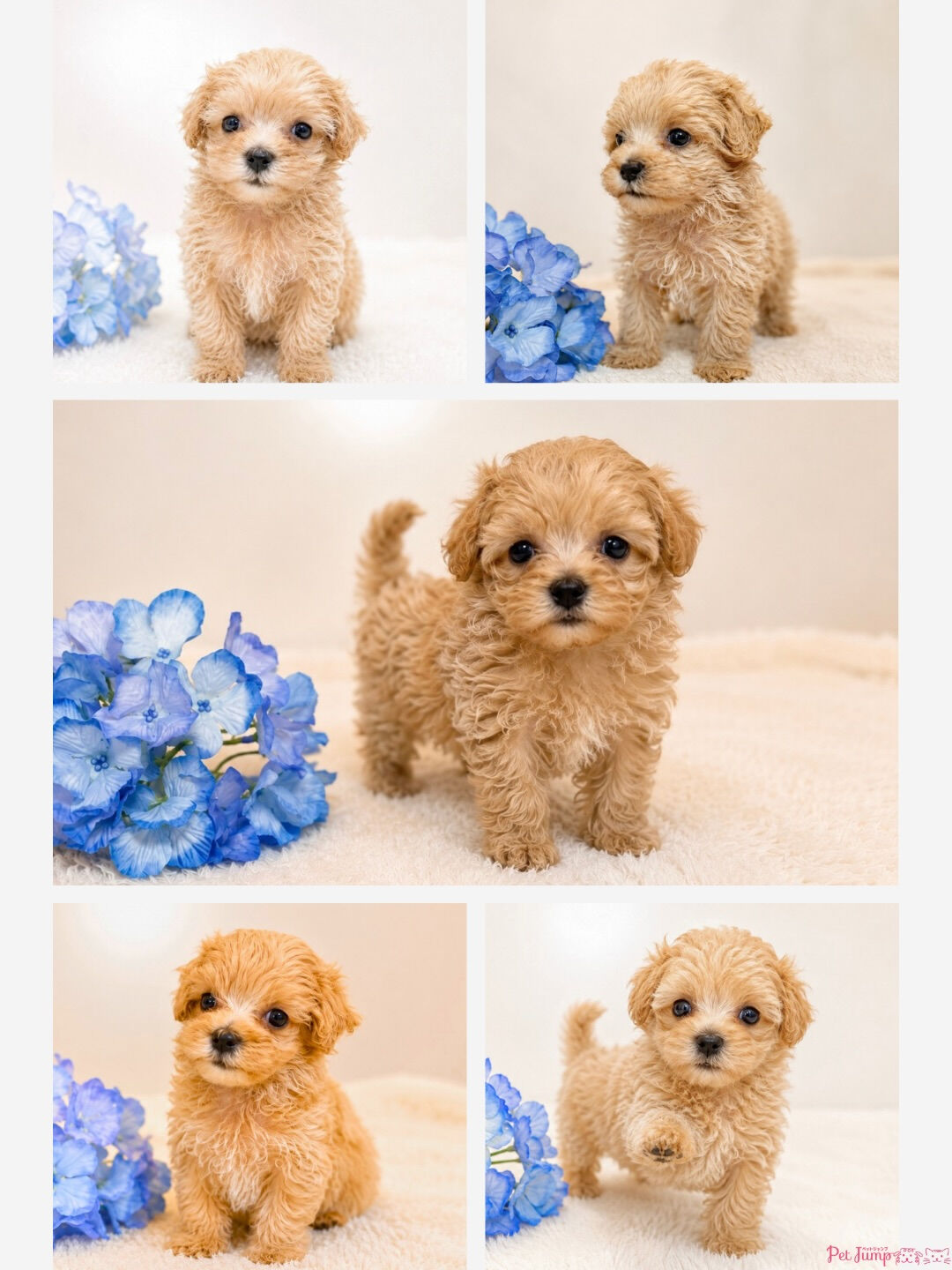 🐶💗 家族募集中 💗🐶