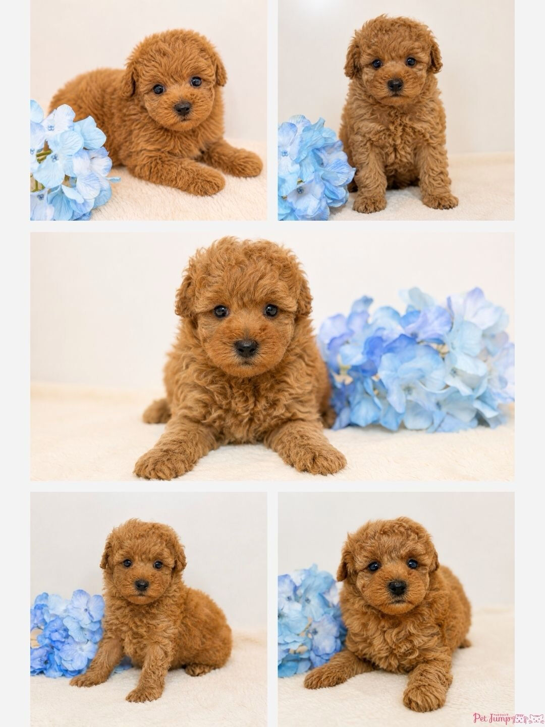 🐶💗 家族募集中 💗🐶