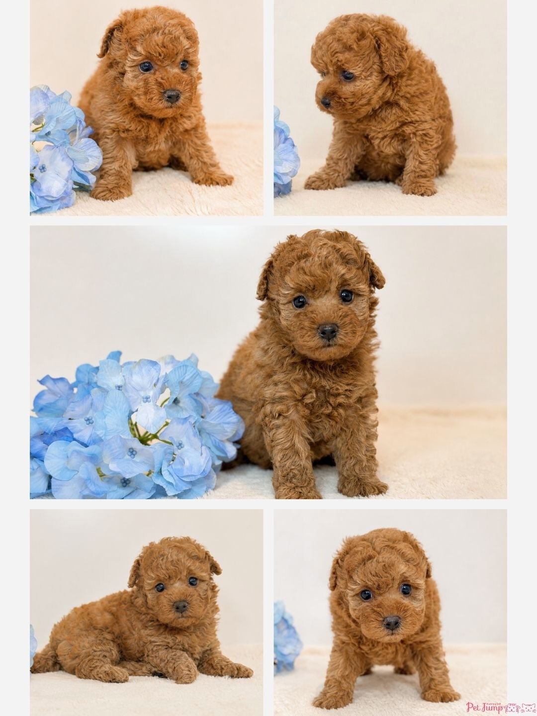 🐶💗 家族募集中 💗🐶