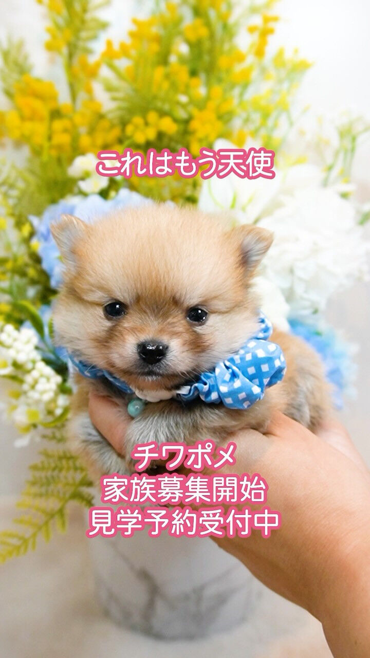 天使って、本当にいるんだと思いました🥺
