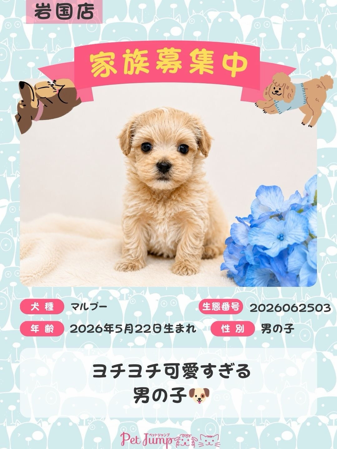 🐶💗 家族募集中 💗🐶