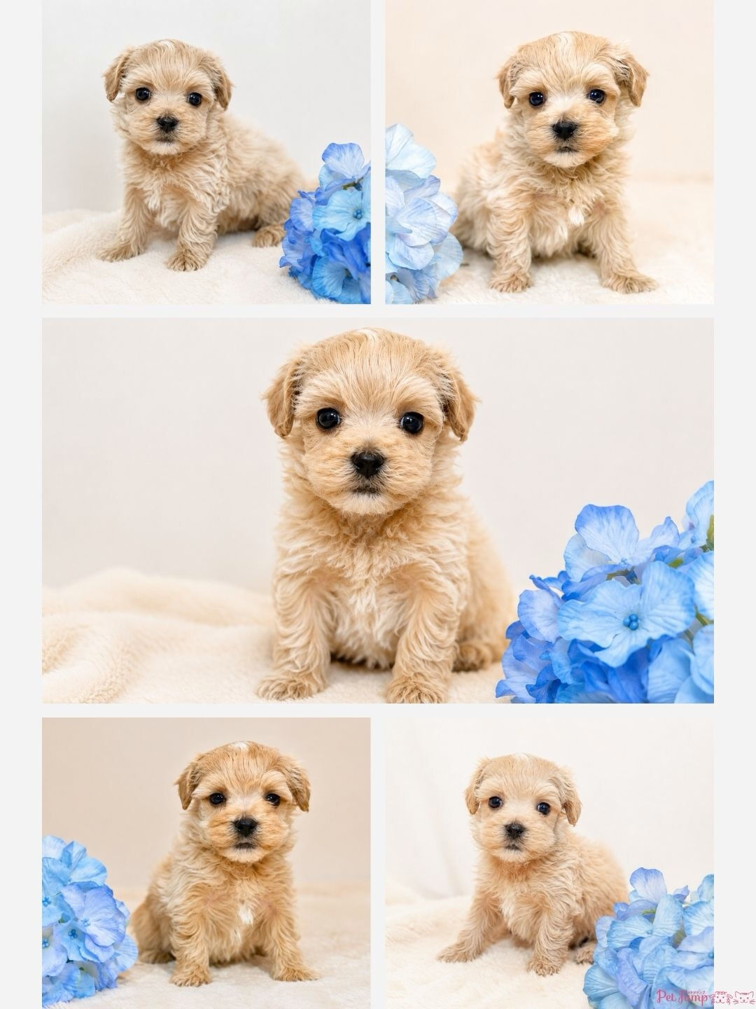 🐶💗 家族募集中 💗🐶