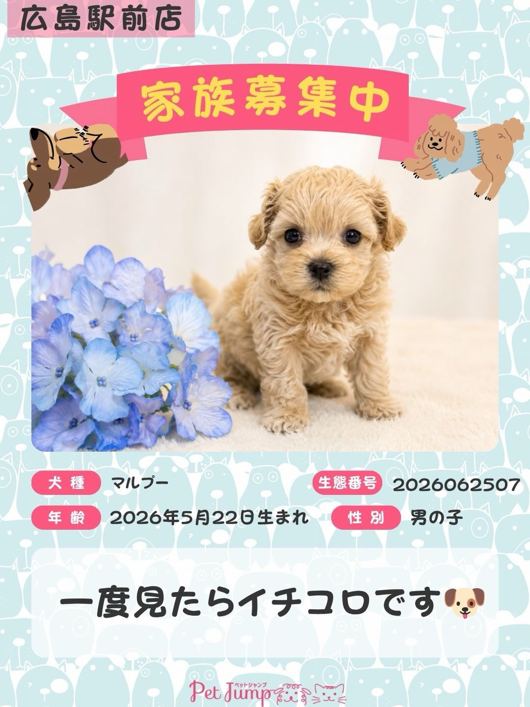 🐶💗 家族募集中 💗🐶