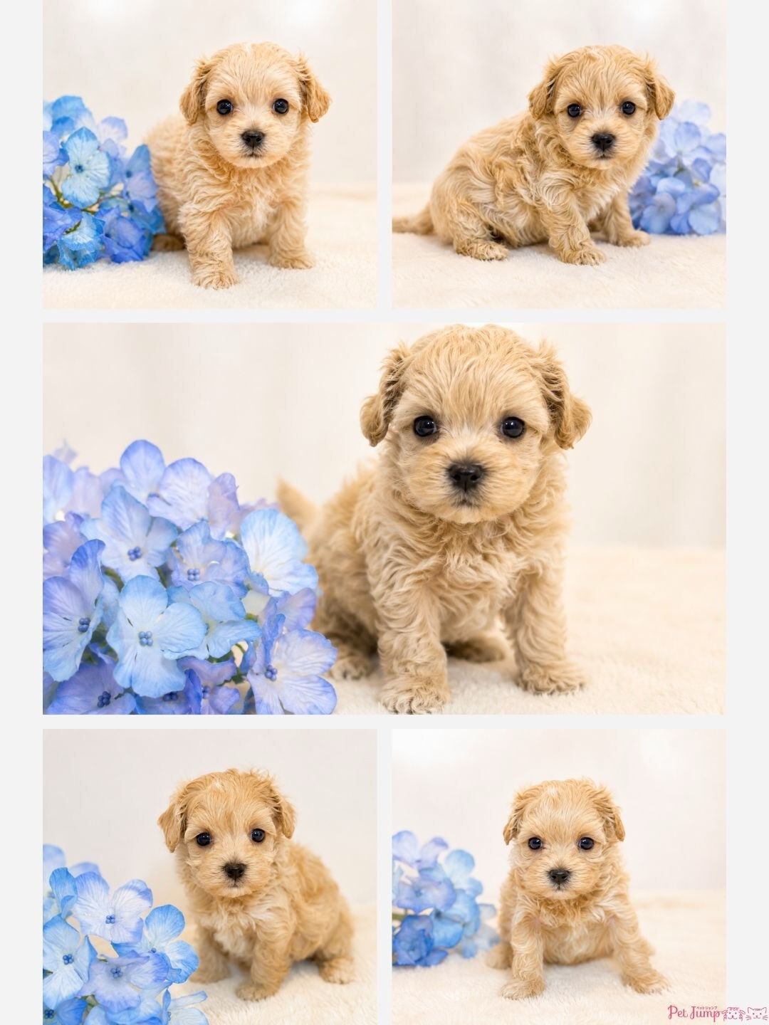 🐶💗 家族募集中 💗🐶