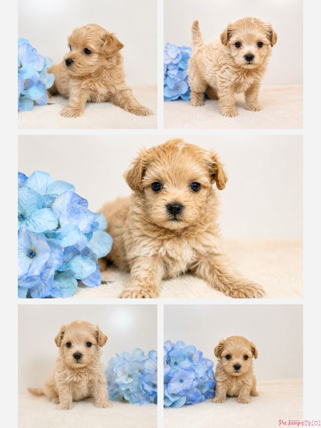 🐶💗 家族募集中 💗🐶