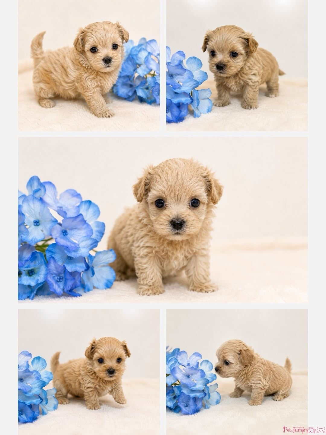 🐶💗 家族募集中 💗🐶